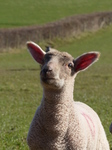FZ004121 Lamb in field.jpg
